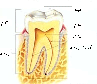 img/daneshnameh_up/3/36/tooth1.gif