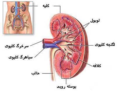 kidney سلامتی کلیه با غذاهای مفید