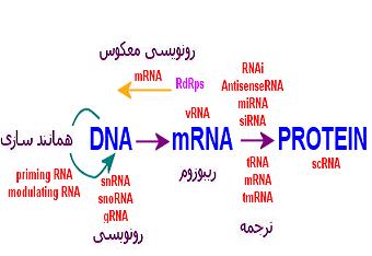 img/daneshnameh_up/6/6c/RNA.2.png