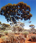 img/daneshnameh_up/e/eb/eucalyptusglobulus(1).jpg