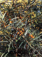 img/daneshnameh_up/5/58/hippophae1.jpg